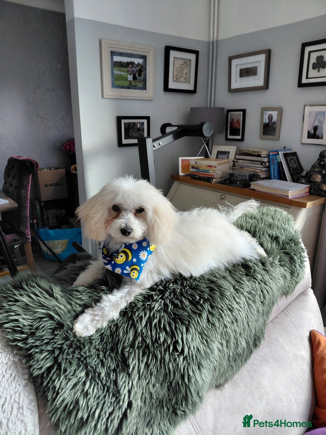 Maltipoo dogs for sale: Maltipoo 1 year old  - Advert 2