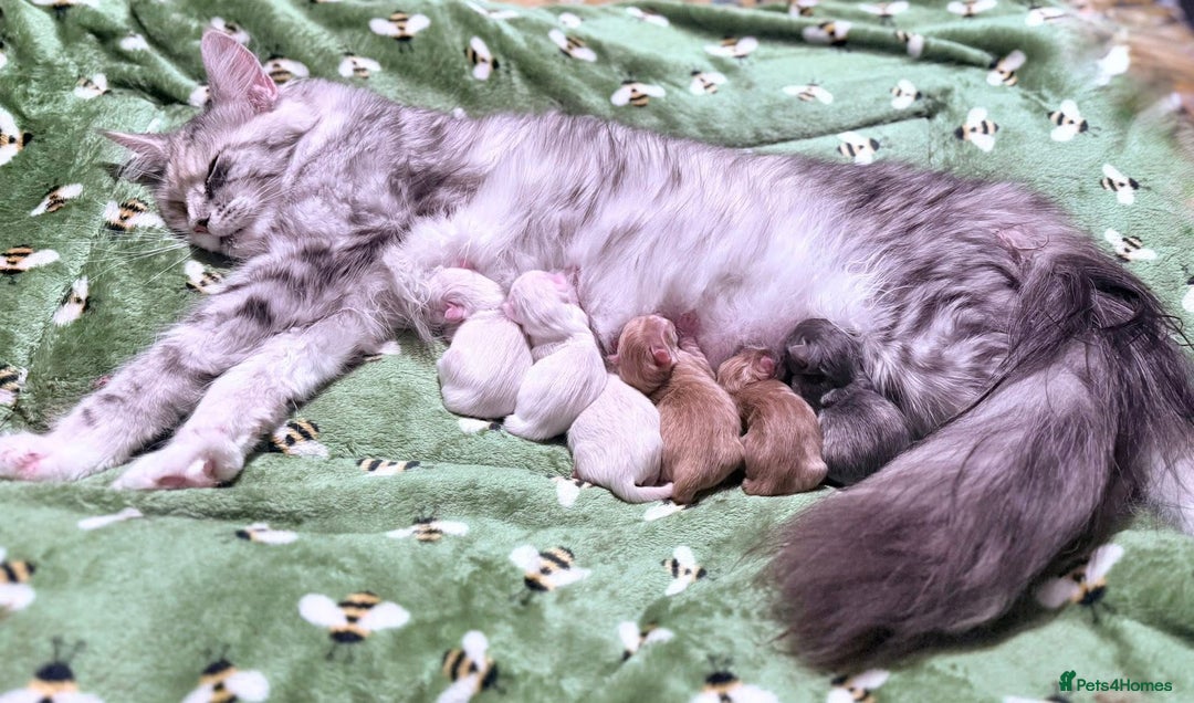 Maine Coon cats for sale: WHITE FEMALE KITTEN WITH BLUE EYES READY NOW - Advert 13