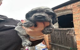 Cocker Spaniel dogs for sale: Cocker spaniel puppies  - Image 4