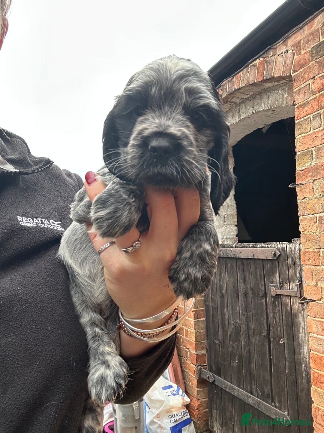 Cocker Spaniel dogs for sale: Cocker spaniel puppies  - Image 4