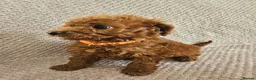 Cavapoo dogs for sale: F1b Cavapoo Puppies!!  - Advert 16