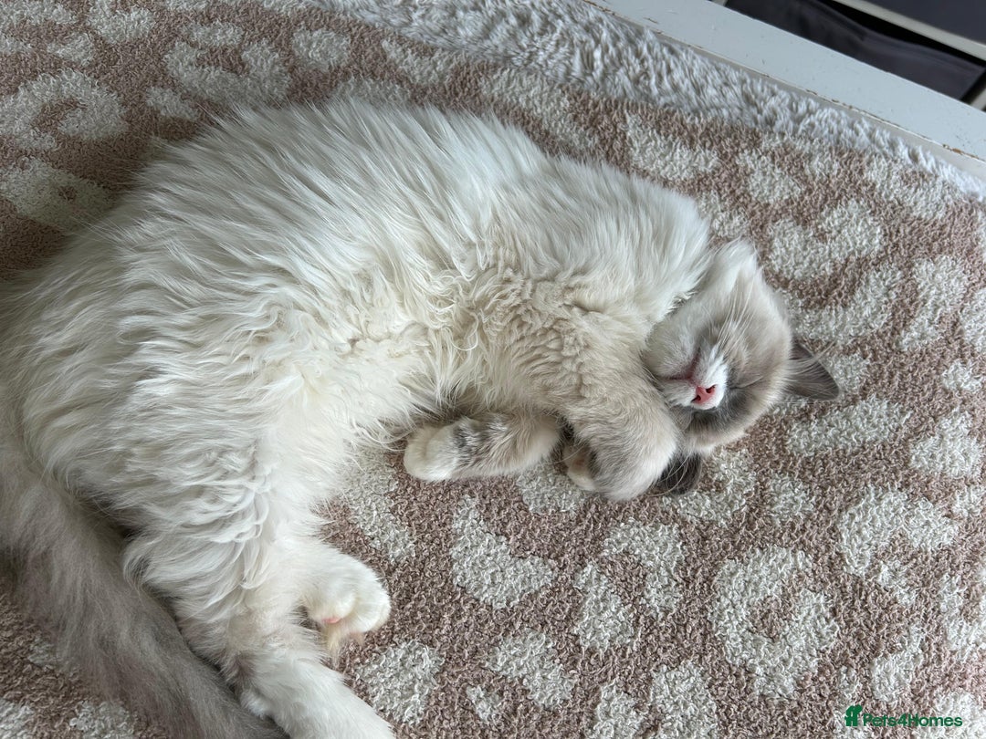 RagaMuffin cats for sale: Beautiful Ragamuffin Kittens Ready December 24th   - Advert 26