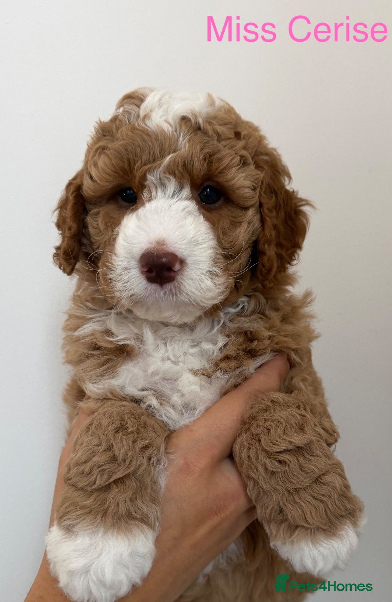 Australian Labradoodle dogs Fabulous Australian Labradoodle Puppies - Advert 1