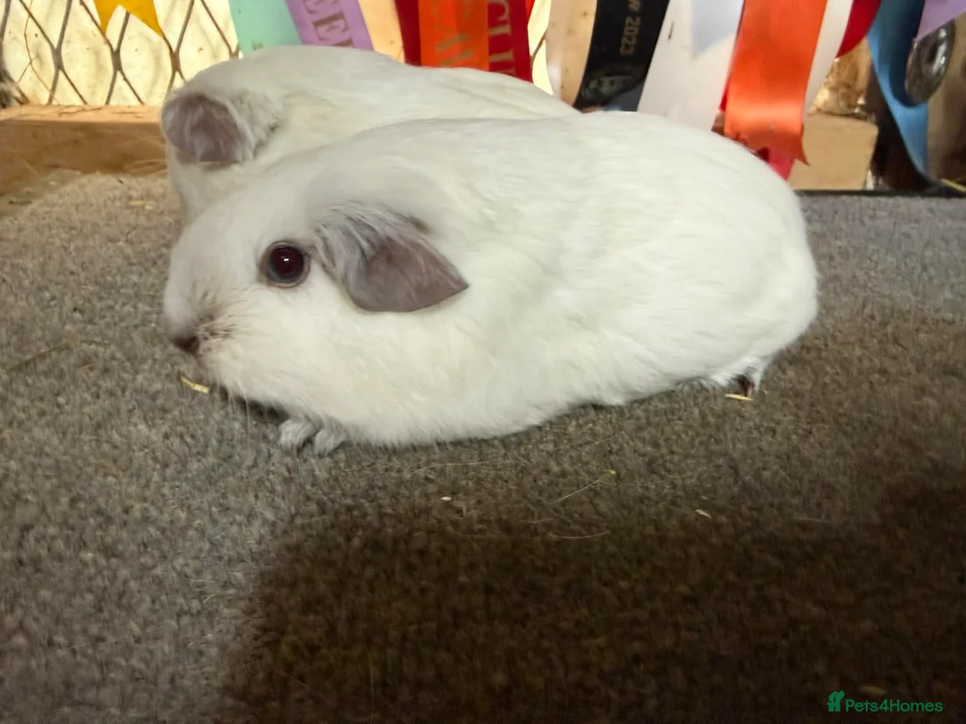 Guinea Pig rodents for sale: 2 x Chocolate point white Californian sows - Advert 11