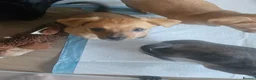 Chiweenie dogs for sale: Jessie blue eyed girl  in Nuneaton - Advert 4