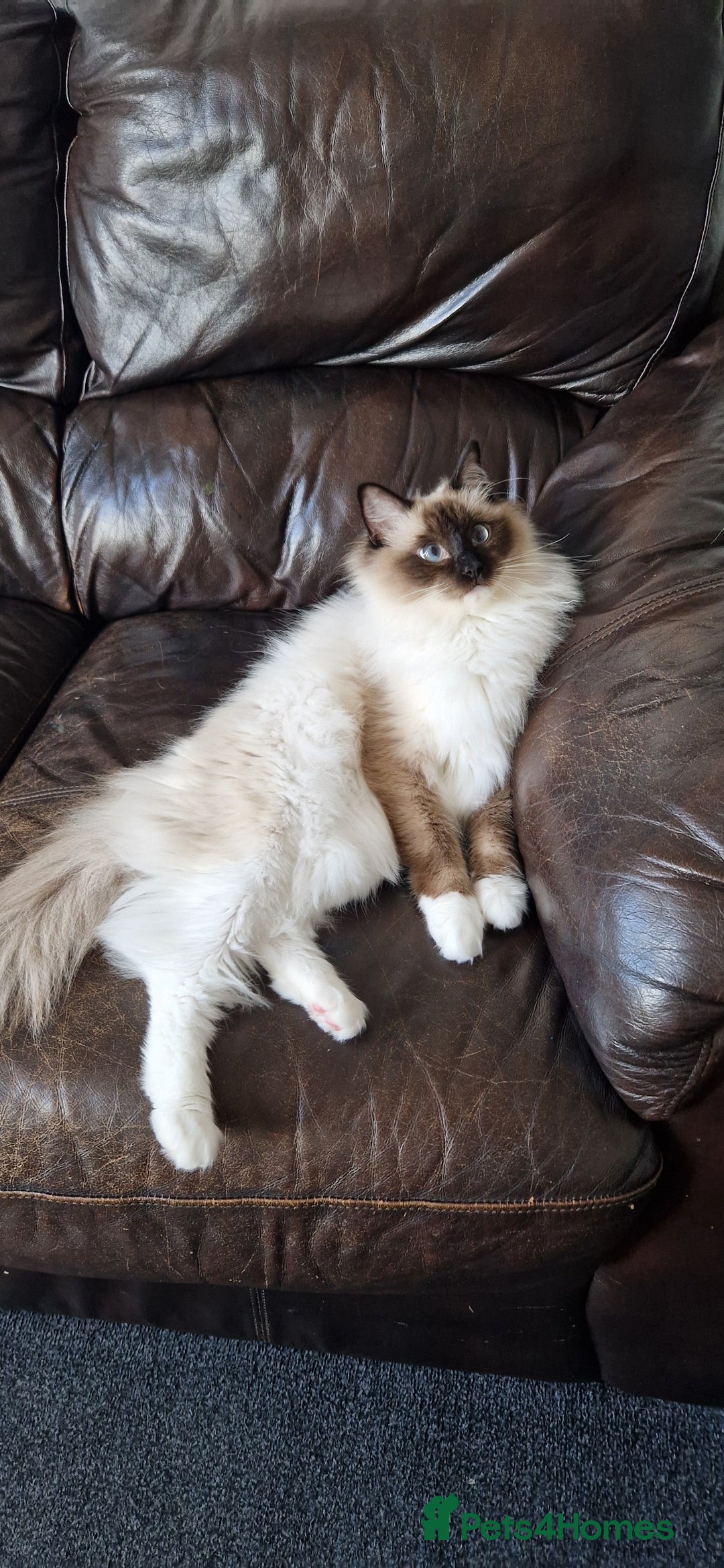 Ragdoll cats for sale: Oscar and barbe beautiful ragdol cats - Image 4