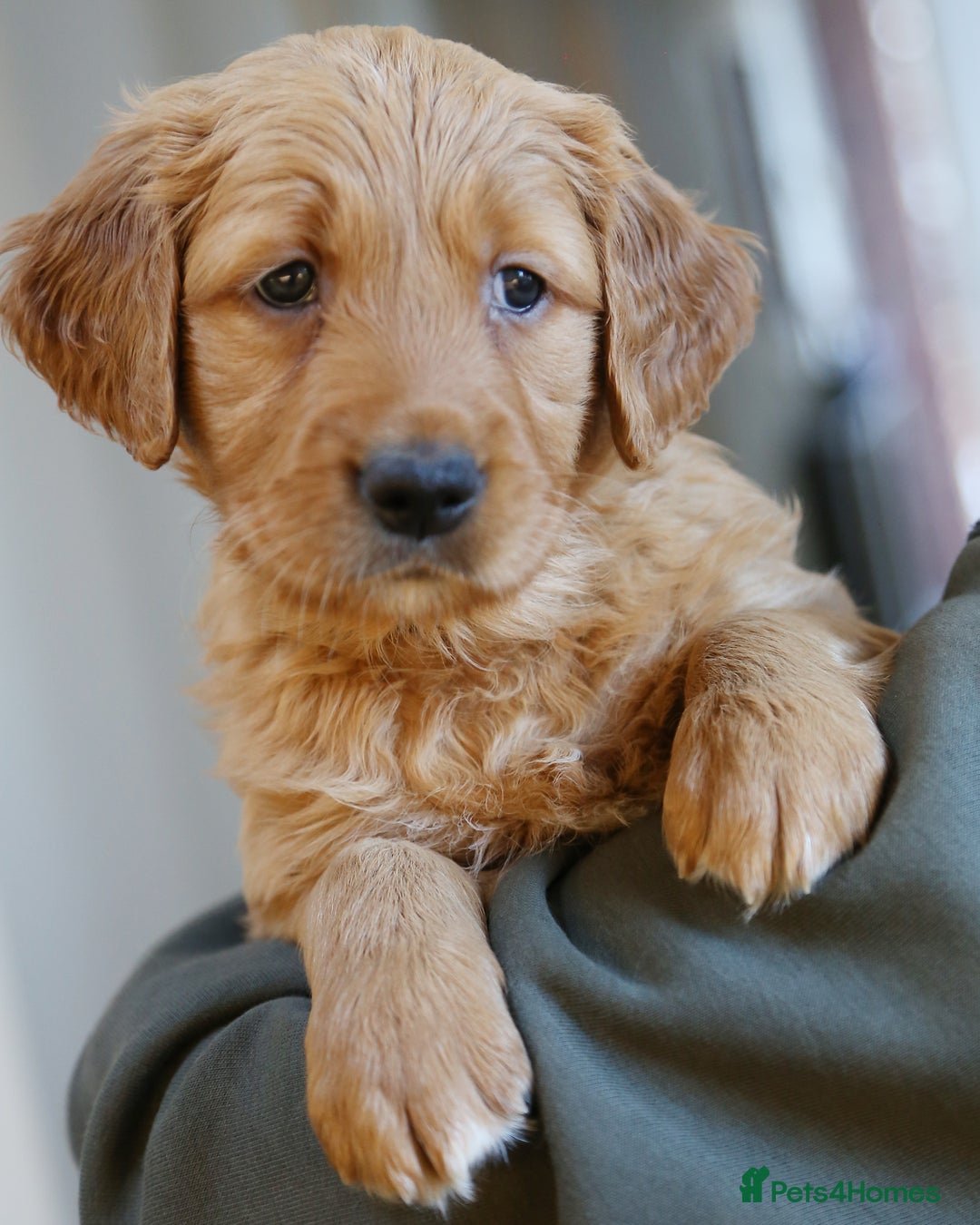 Golden Retriever dogs for sale: KC Registered Championship Line Golden Retrievers - Advert 38