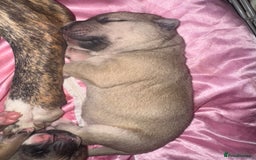 Mixed Breed dogs for sale: Stuffy puppies for sale  - Image 11