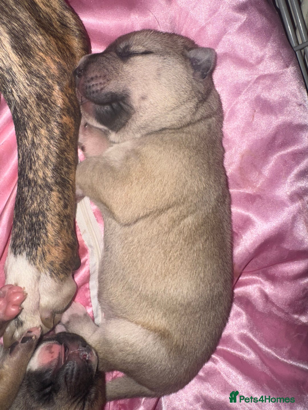 Mixed Breed dogs for sale: Stuffy puppies for sale  - Image 11