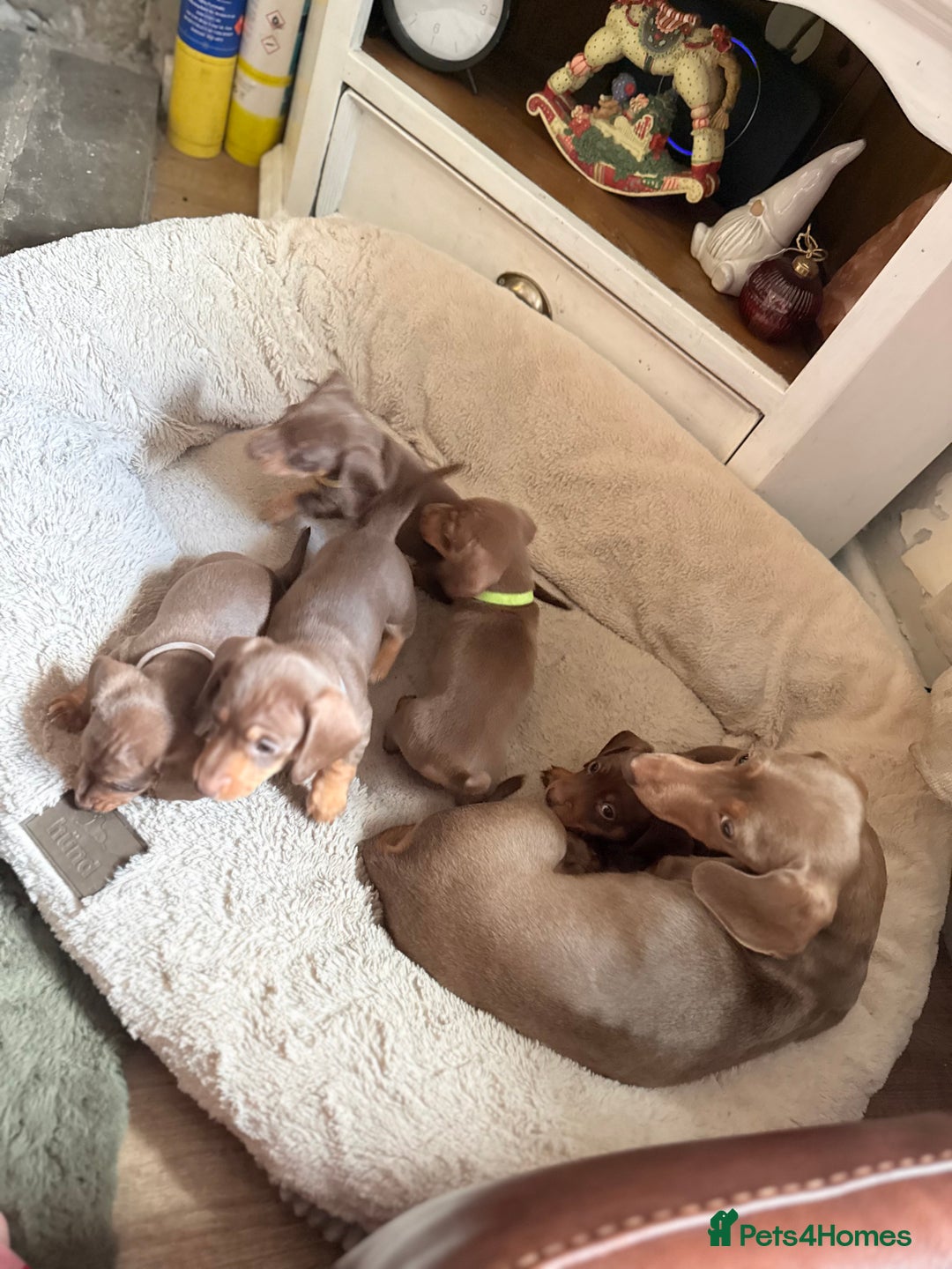 Miniature Dachshund dogs for sale: 3 girls Left Miniature Dachshund chocolate & tan - Advert 22