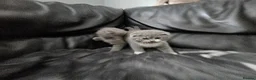 Scottish Fold cats for sale: Scottish folds - Advert 4