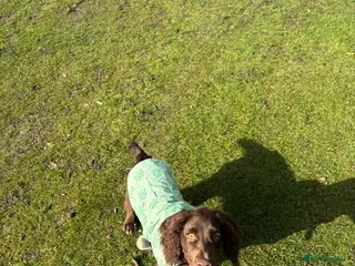 Cocker Spaniel dogs Cocker Spaniel Puppy - Advert 1