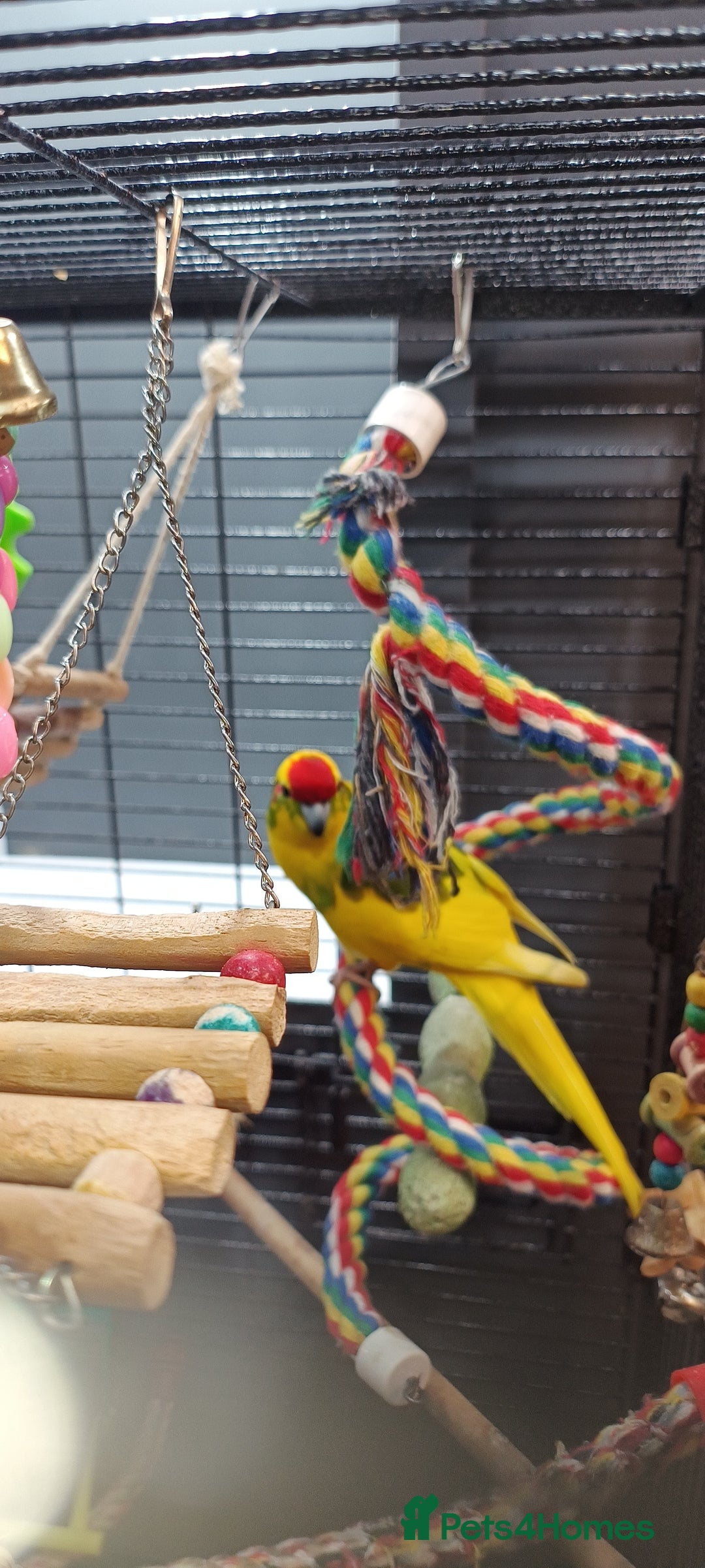 Parakeets birds for sale: Young Kakariki semi tame & large cage - Image 1