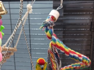 Parakeets birds - Advert 4
