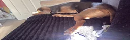 Mixed Breed dogs for sale: Stanley (Mastiff X Staff) 11 months old  - Advert 6