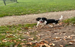 Sprocker dogs for sale: Stunning Sprocker Spaniel Girl 7 Months old  - Advert 3