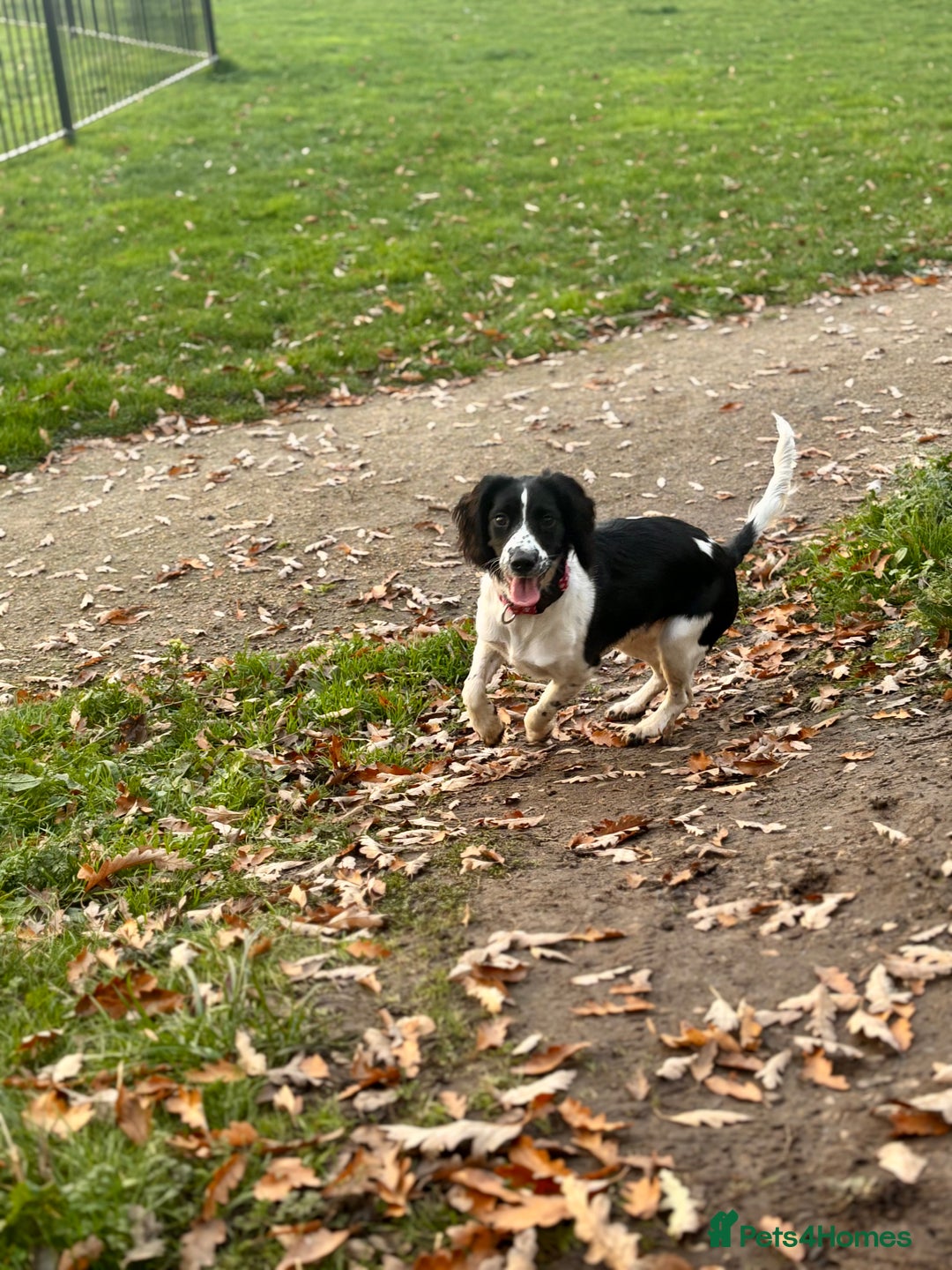 Sprocker dogs for sale: Stunning Sprocker Spaniel Girl 7 Months old  - Advert 3