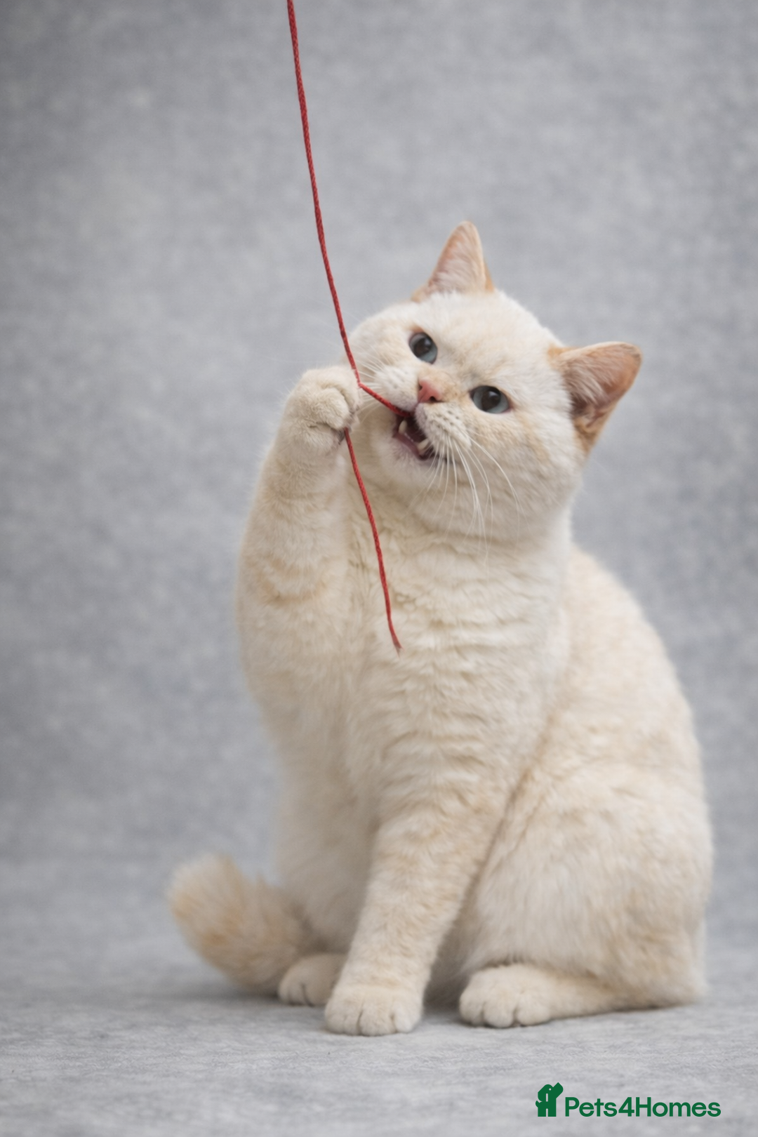 British Shorthair cats for sale: 24 Week Old RARE Red Point British Shorthair Boy - Advert 3