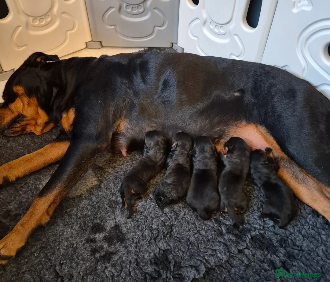 Rottweiler dogs for sale: 🩷BIG VIN GIRLS AVAILABLE🩷 - Advert 20