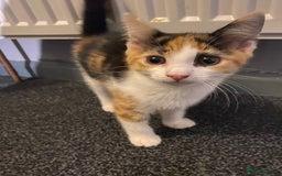 Mixed Breed cats for sale: 10 weeks old kittens ready to leave  - Image 20
