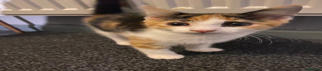 Mixed Breed Kitten 2