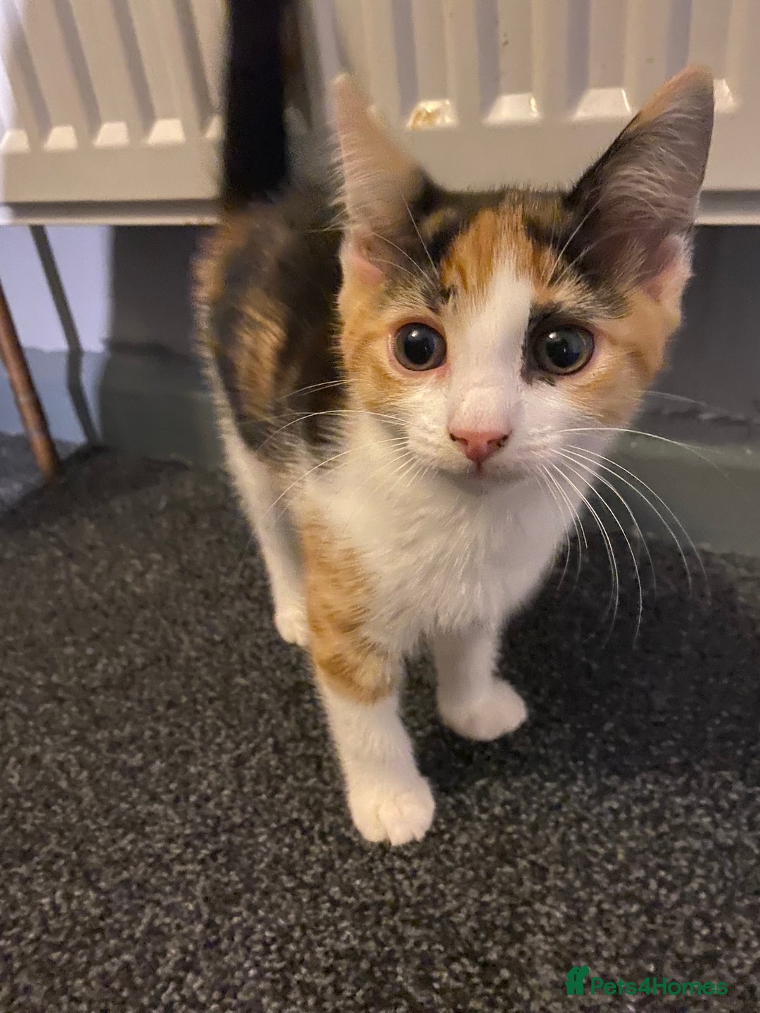 Mixed Breed cats for sale: 10 weeks old kittens ready to leave  - Image 20