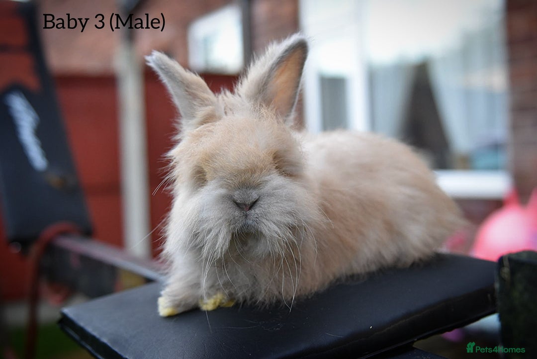 Angora rabbits for sale: French Imported Pedigree English Angoras - Advert 18