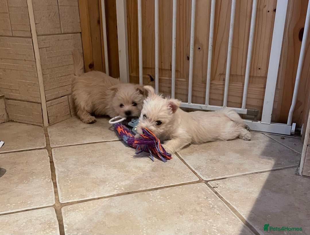 Cairn Terrier dogs for sale: Stunning cairn terrier puppies  - Image 5