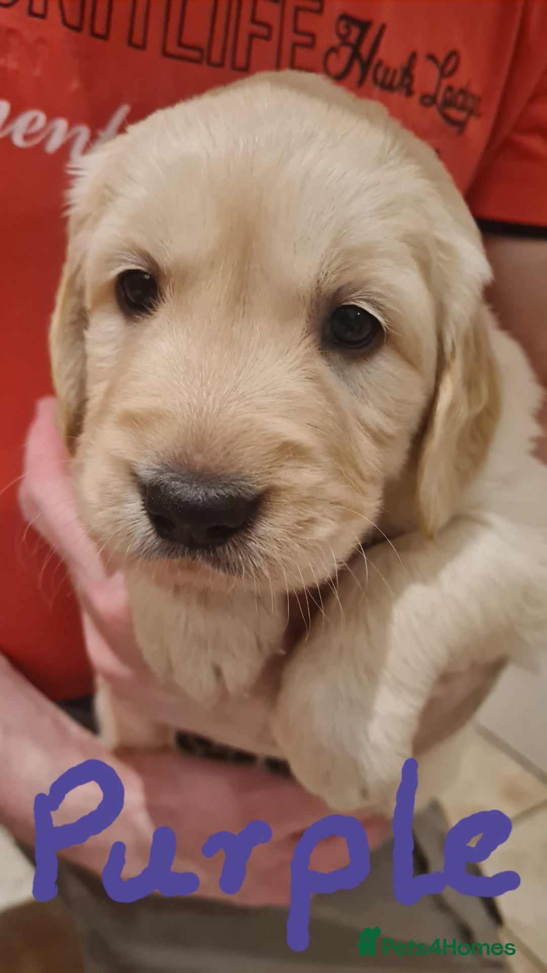 Golden Retriever dogs for sale: Golden Retriever puppies - Advert 15