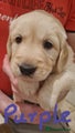 Golden Retriever Puppy 3