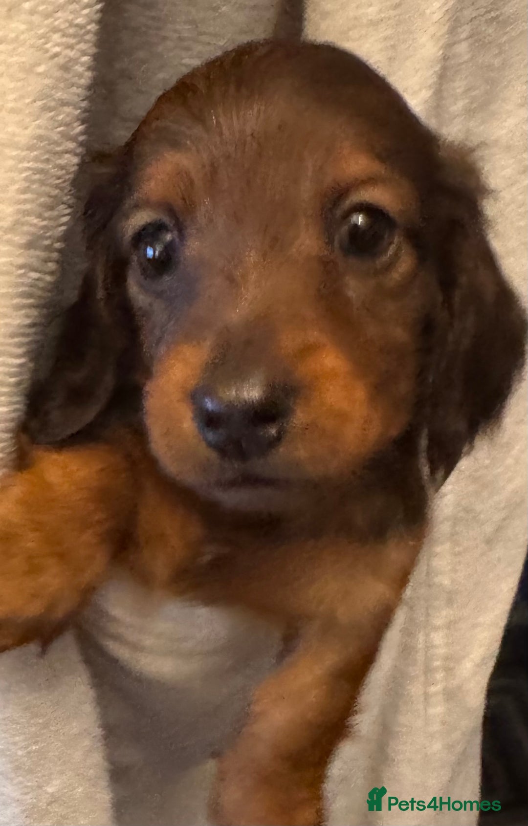 Dachshund dogs for sale: LONG HAIRED DACHSHUND PUPPIES - Advert 2