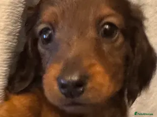 Dachshund dogs SABLE CREAM LONG HAIRED DACHSHUND PUPPIES - Advert 4