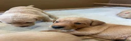 Labrador Retriever dogs for sale: Pedigree yellow Labrador Retriever Puppies  in Paignton - Advert 5
