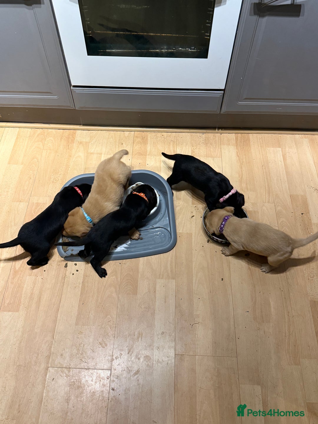 Labrador Retriever dogs for sale: 2 Beautiful Labrador Girls  - Advert 5