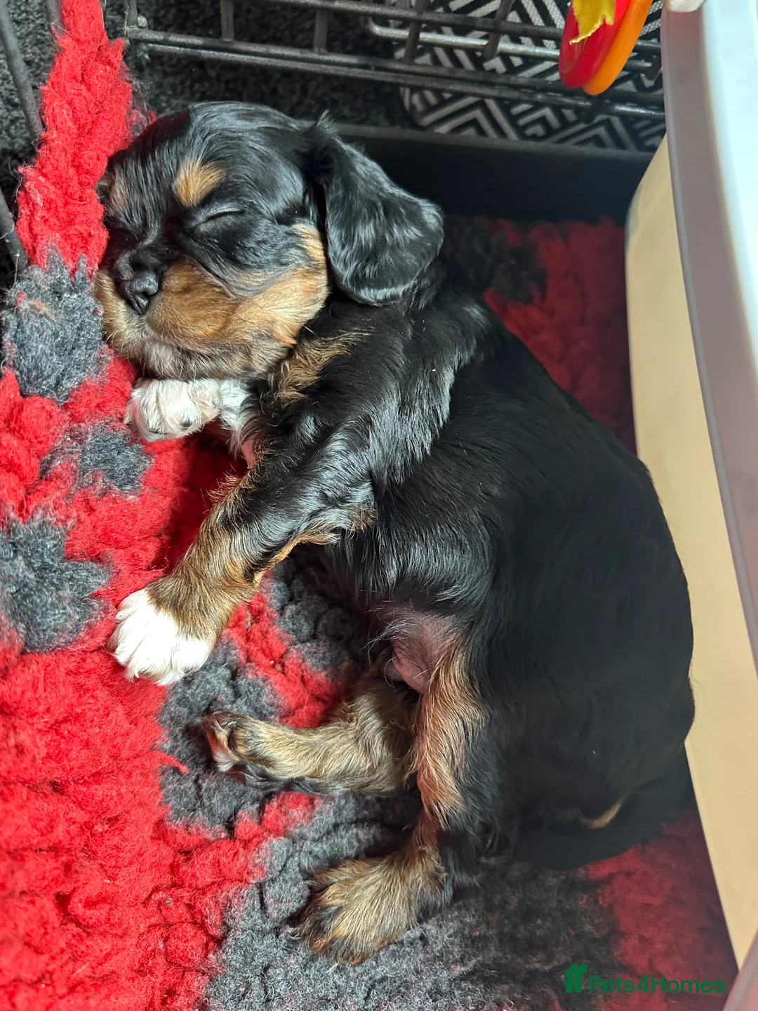 Cavalier King Charles Spaniel dogs for sale: Adorable boys - Advert 2