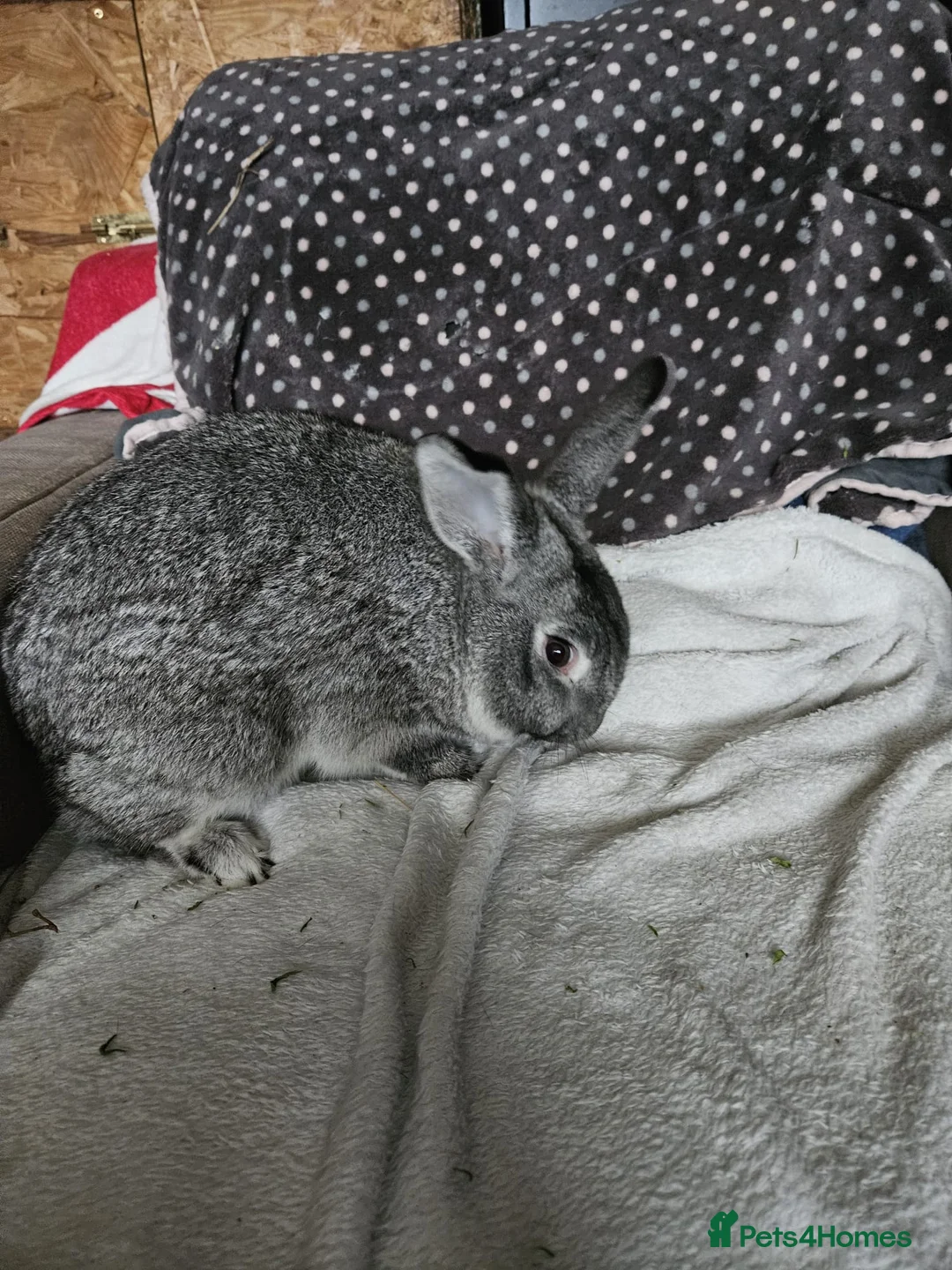Californian rabbits for sale: Chinchilla Californian boy - Advert 2