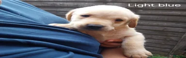 Labrador Retriever 9