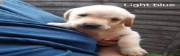 Labrador Retriever dogs for sale: Labrador puppies 🐶  in Rushden - Advert 3