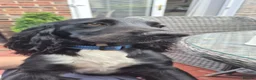 Cocker Spaniel dogs for sale: Working Cocker Spanial in East Boldon - Advert 2