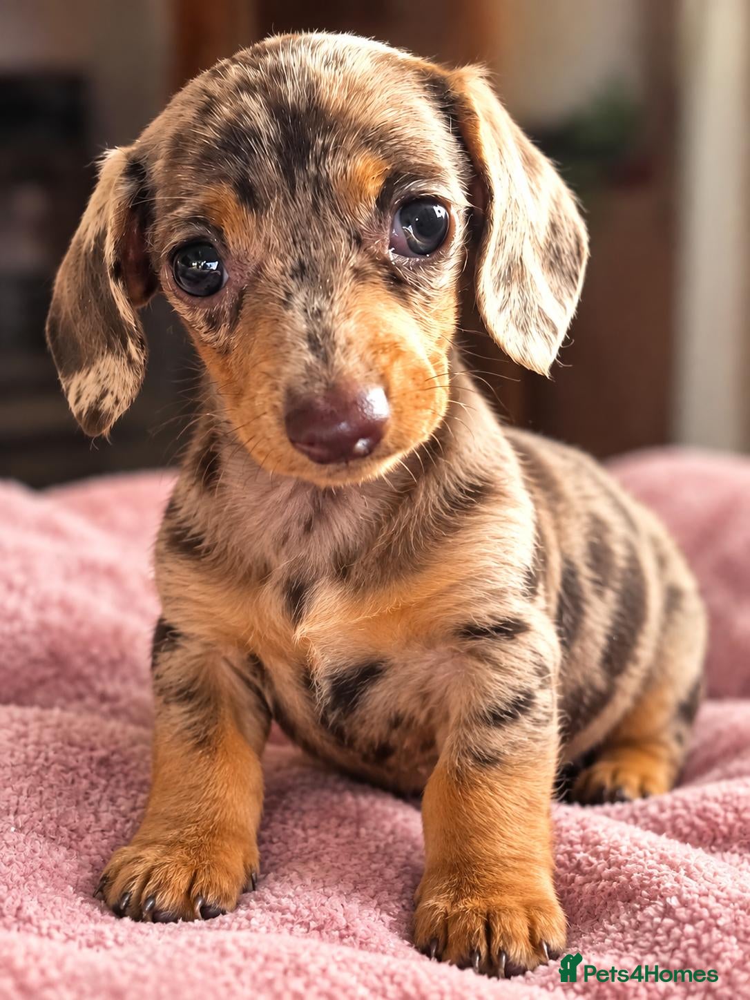 Miniature Dachshund dogs Miniature Dachshunds ready now females - Advert 3