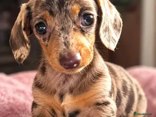 Miniature Dachshund dogs Miniature Dachshunds ready now females - Advert 3