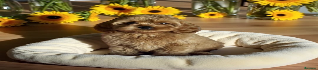 Cavapoo Puppy 4