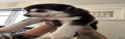 Shepsky dogs for sale: 1 female shepsky in Plymouth - Advert 7
