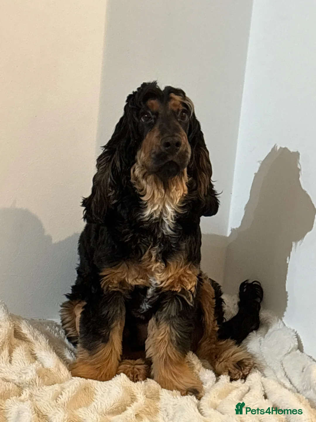 Cocker Spaniel dogs for stud: Tricoloured Cocker Spaniel stud - Advert 1