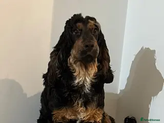 Cocker Spaniel dogs Tricoloured Cocker Spaniel stud - Advert 4