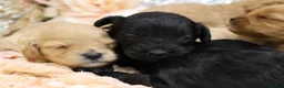 Cavapoo dogs for sale: *HEALTH TESTED*Cavapoo Puppies 5*LICENSED BREEDER* - Advert 11