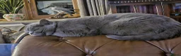 British Shorthair cats for sale: Pedigree British Shorthair Kittens - Advert 15
