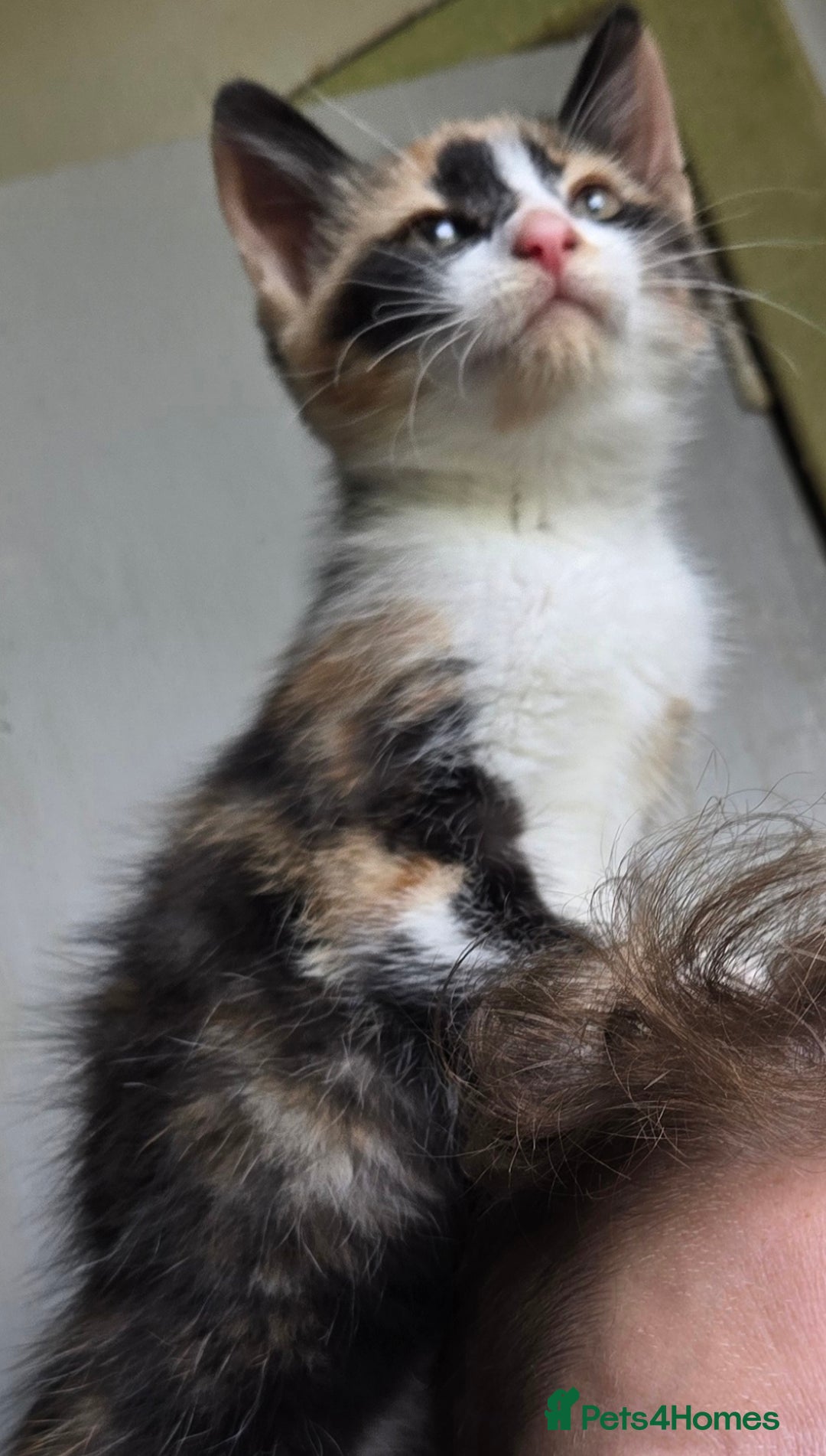 Mixed Breed cats for sale: Kittens for sale - Image 14
