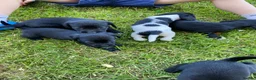 Bocker dogs for sale: Beautiful Beagle x cocker spaniel puppies  - Advert 15