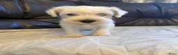 Miniature Schnauzer dogs for sale: Beauiful miniature schnauzer puppies available  - Advert 14